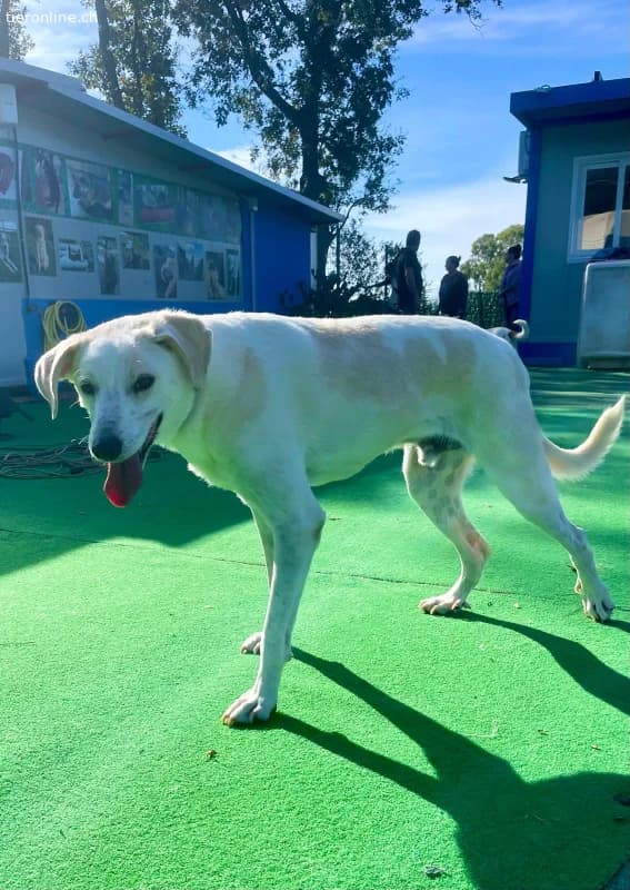 Ein Begleiter fürs Leben sehnt sich nach Familienw, male Mixed Breed for adoption at Tieronline.ch, Zürich — photo 2 of 6