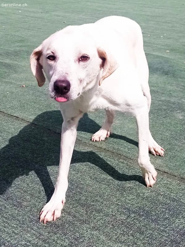 Ein Begleiter fürs Leben sehnt sich nach Familienw, male Mixed Breed for adoption at Tieronline.ch, Zürich — photo 3 of 6