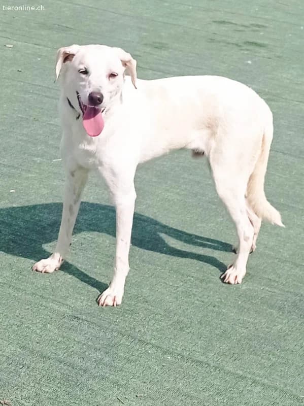 Ein Begleiter fürs Leben sehnt sich nach Familienw, male Mixed Breed for adoption at Tieronline.ch, Zürich — photo 4 of 6