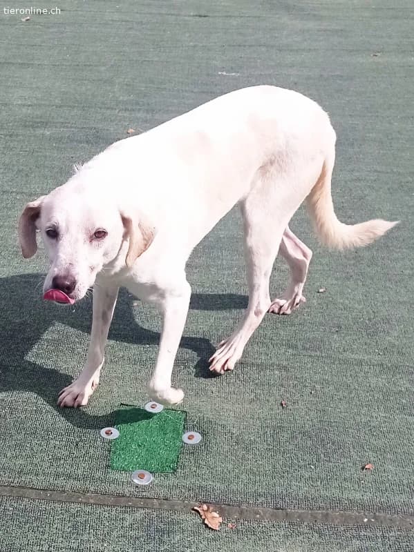 Ein Begleiter fürs Leben sehnt sich nach Familienw, male Mixed Breed for adoption at Tieronline.ch, Zürich — photo 5 of 6