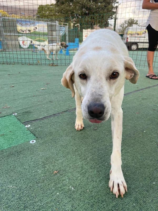 Ein Begleiter fürs Leben sehnt sich nach Familienw, male Mixed Breed for adoption at Tieronline.ch, Zürich — photo 6 of 6
