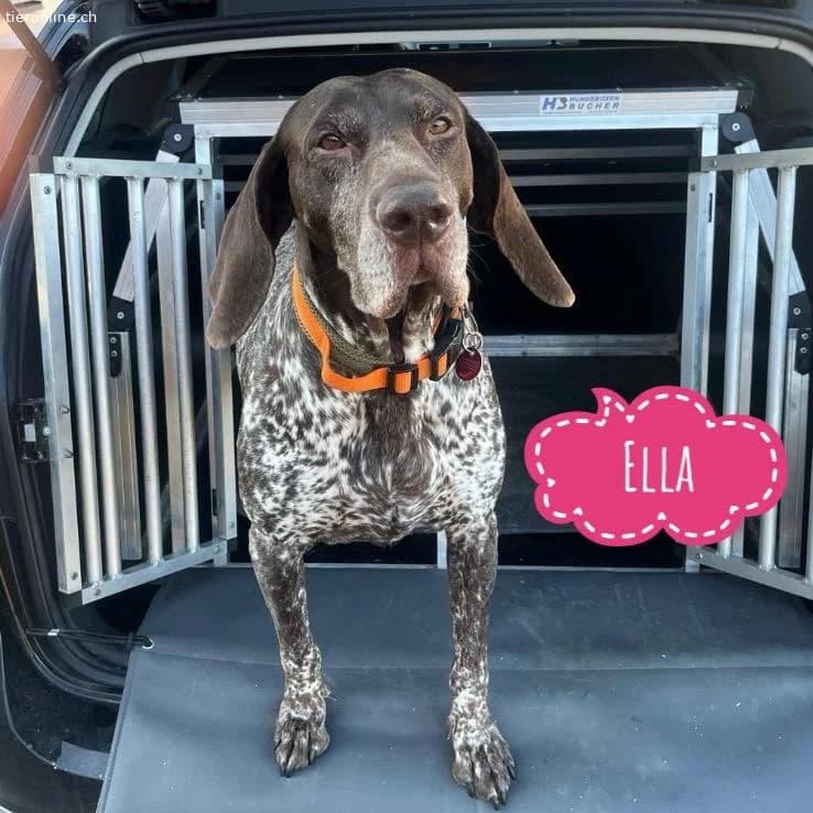 Ella ein Traumwesen, female German Shorthaired Pointer for adoption at Tieronline.ch, Zürich