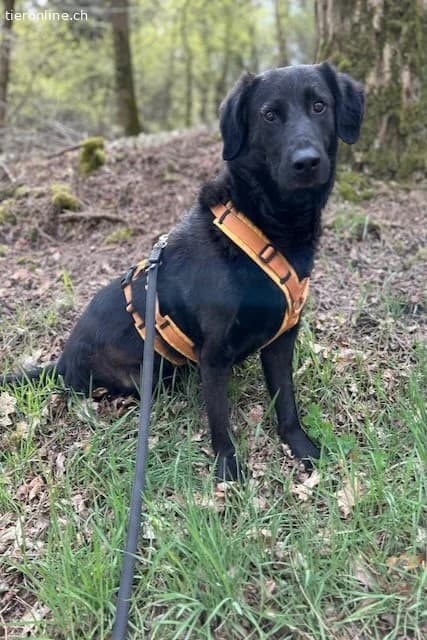Blacky (6 Jahre), male Mixed Breed for adoption at Tieronline.ch, Zürich