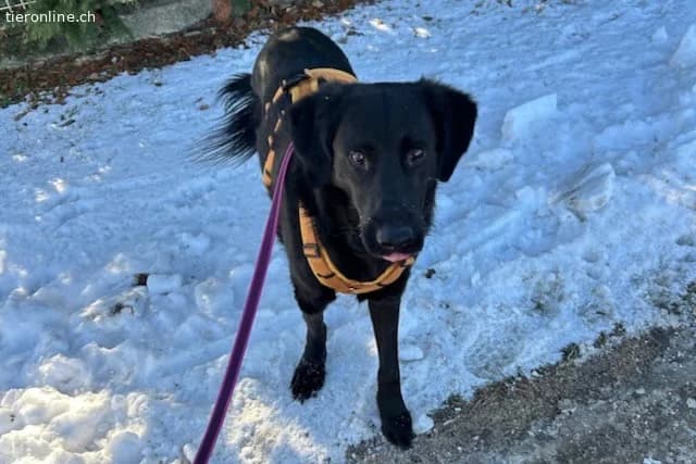 Blacky (6 Jahre), male Mixed Breed for adoption at Tieronline.ch, Zürich — photo 2 of 6