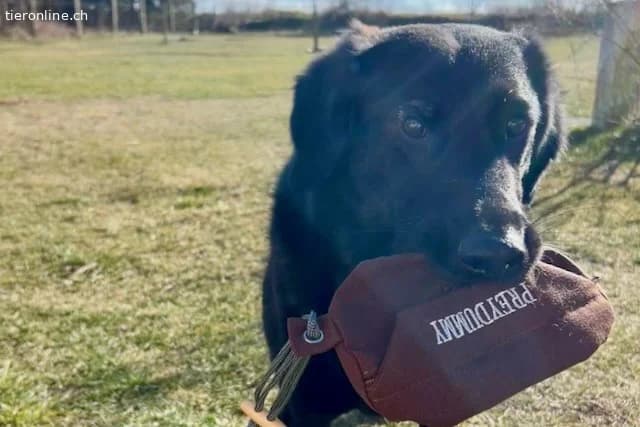 Blacky (6 Jahre), male Mixed Breed for adoption at Tieronline.ch, Zürich — photo 3 of 6