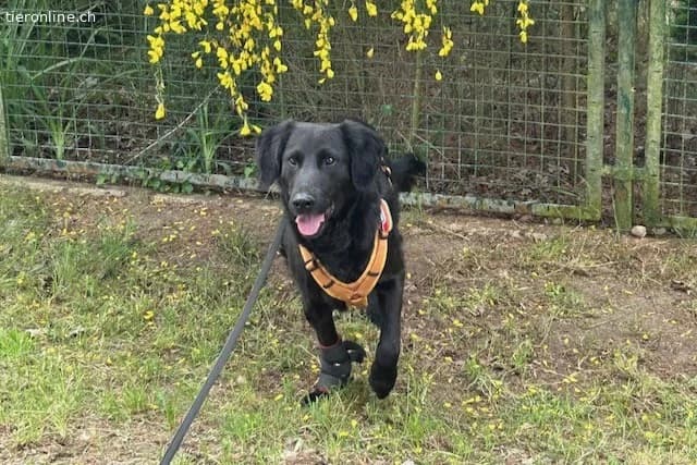 Blacky (6 Jahre), male Mixed Breed for adoption at Tieronline.ch, Zürich — photo 4 of 6