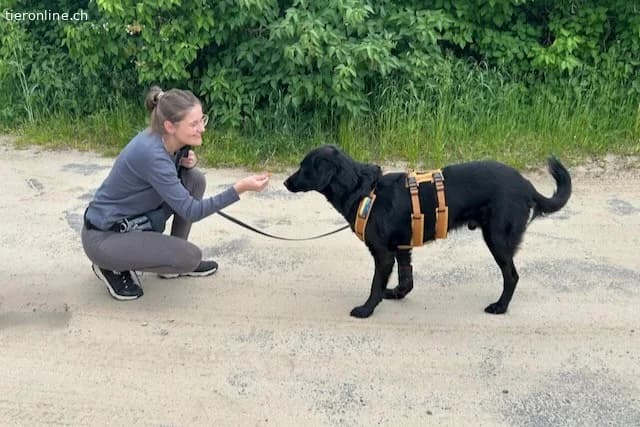 Blacky (6 Jahre), male Mixed Breed for adoption at Tieronline.ch, Zürich — photo 5 of 6