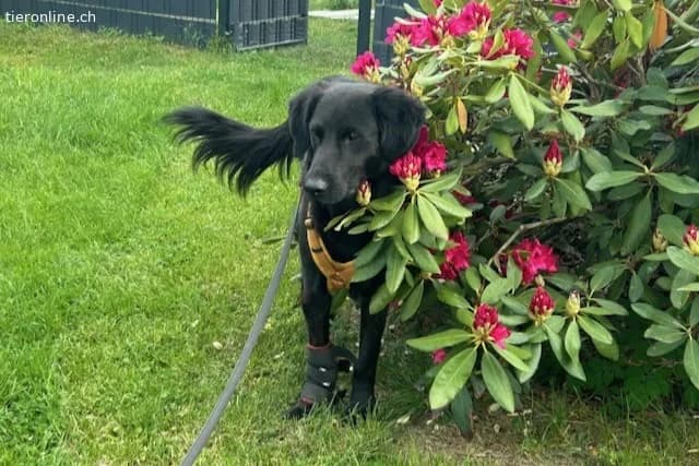 Blacky (6 Jahre), male Mixed Breed for adoption at Tieronline.ch, Zürich — photo 6 of 6