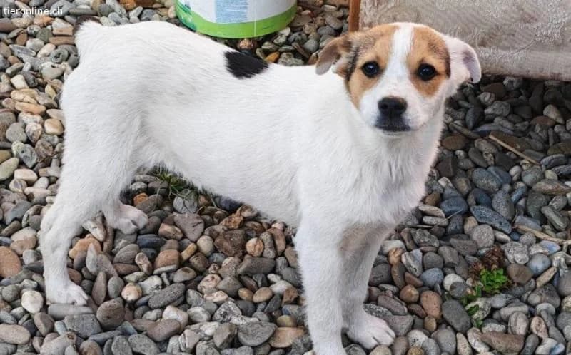 Zuckermaus Clärchen sucht ihr Glück, female Mixed Breed for adoption at Tieronline.ch, Zürich