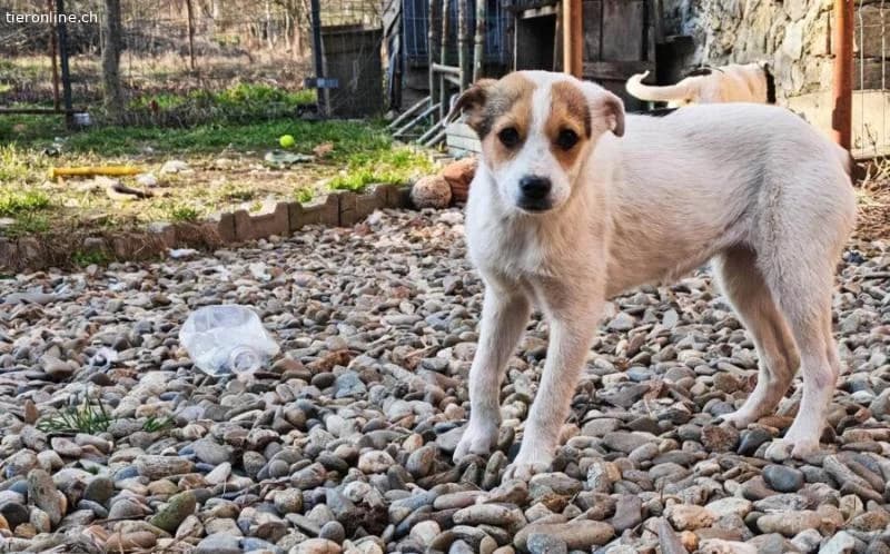 Zuckermaus Clärchen sucht ihr Glück, female Mixed Breed for adoption at Tieronline.ch, Zürich — photo 2 of 5
