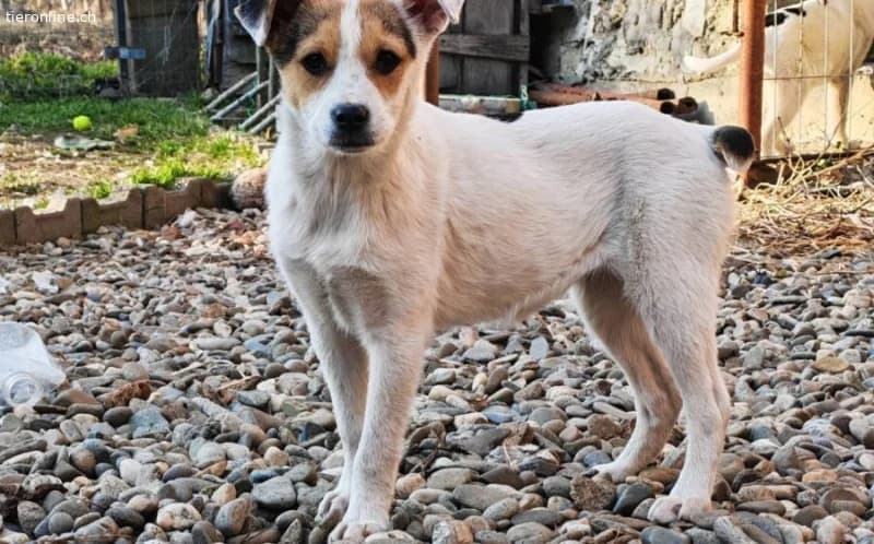 Zuckermaus Clärchen sucht ihr Glück, female Mixed Breed for adoption at Tieronline.ch, Zürich — photo 3 of 5
