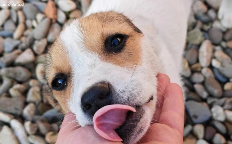Zuckermaus Clärchen sucht ihr Glück, female Mixed Breed for adoption at Tieronline.ch, Zürich — photo 4 of 5