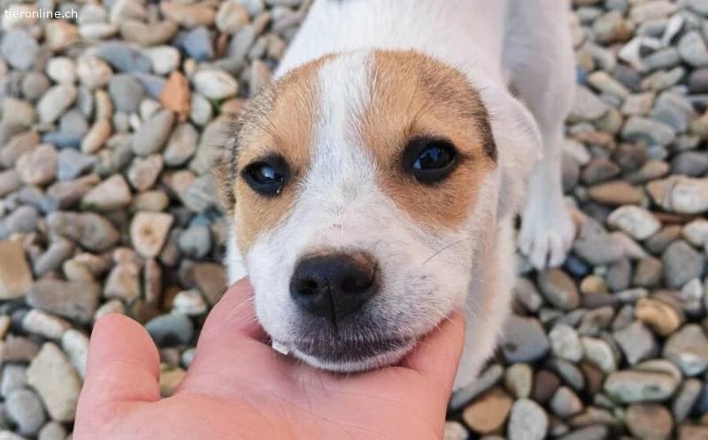 Zuckermaus Clärchen sucht ihr Glück, female Mixed Breed for adoption at Tieronline.ch, Zürich — photo 5 of 5