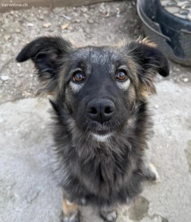 Paula, female Mixed Breed for adoption at Tieronline.ch, Zürich