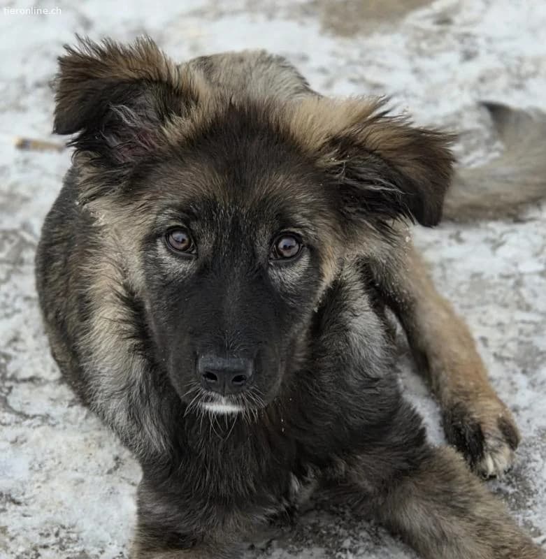 Paula, female Mixed Breed for adoption at Tieronline.ch, Zürich — photo 2 of 6