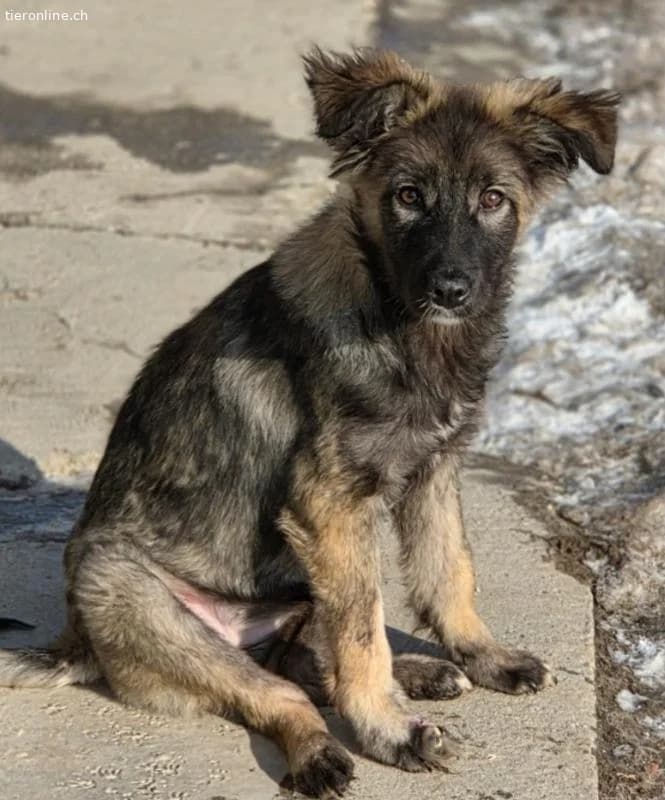 Paula, female Mixed Breed for adoption at Tieronline.ch, Zürich — photo 3 of 6