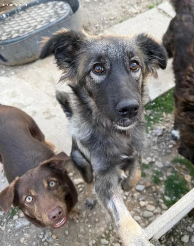 Paula, female Mixed Breed for adoption at Tieronline.ch, Zürich — photo 4 of 6