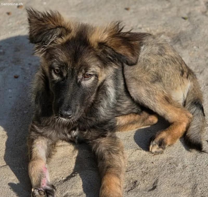 Paula, female Mixed Breed for adoption at Tieronline.ch, Zürich — photo 5 of 6