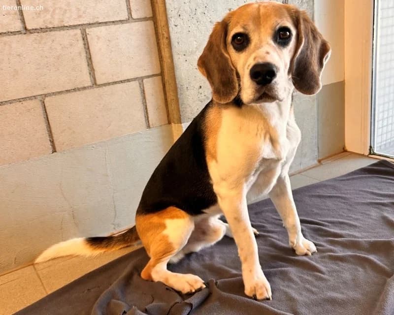 Zeus, male Beagle for adoption at Tieronline.ch, Zürich — photo 2 of 6
