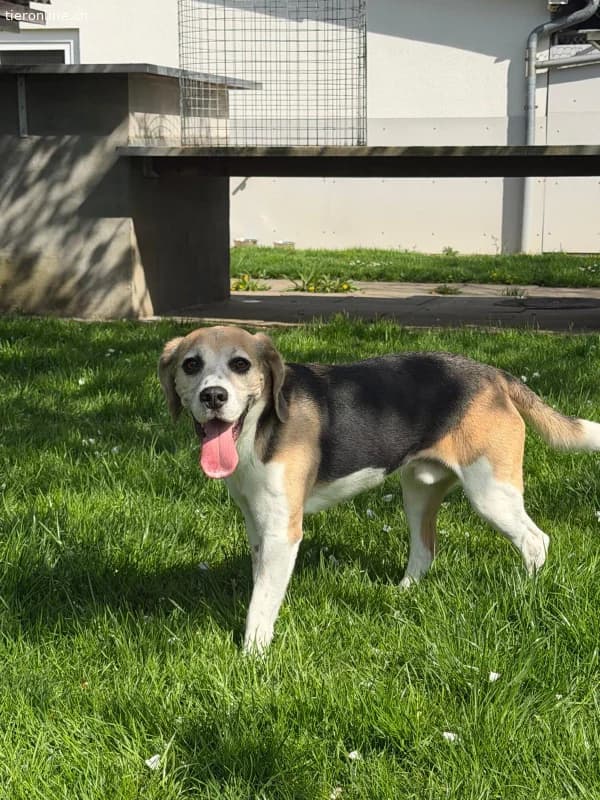 Zeus, male Beagle for adoption at Tieronline.ch, Zürich — photo 4 of 6