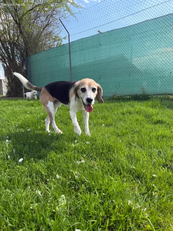 Zeus, male Beagle for adoption at Tieronline.ch, Zürich — photo 6 of 6