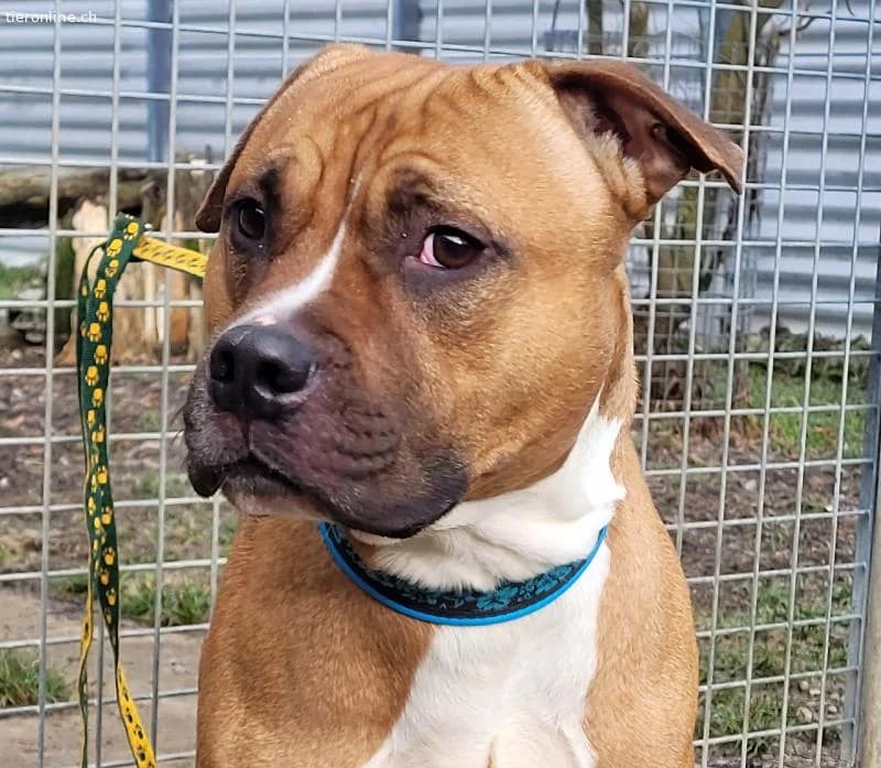Dozer, ca 4 Jahre, männl, Pitbull, für alles berei, male Pit Bull Terrier for adoption at Tieronline.ch, Zürich