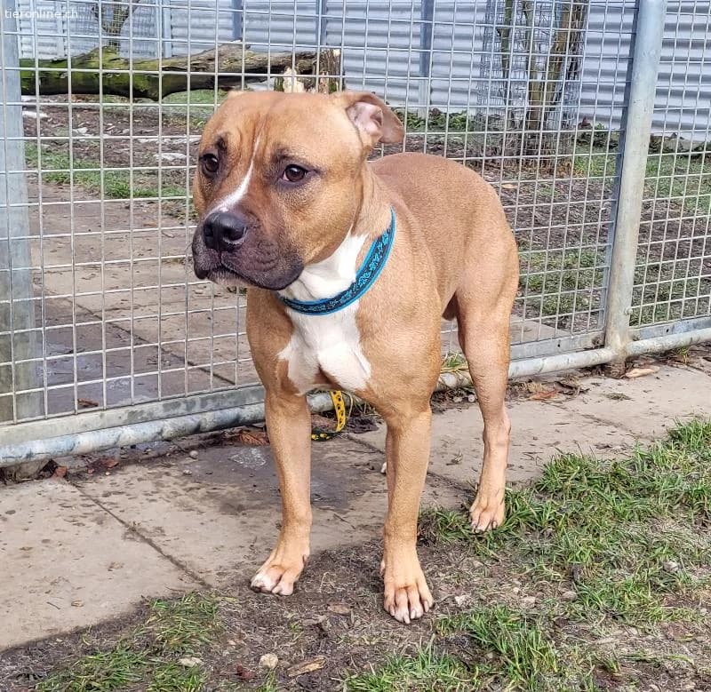 Dozer, ca 4 Jahre, männl, Pitbull, für alles berei, male Pit Bull Terrier for adoption at Tieronline.ch, Zürich — photo 2 of 6
