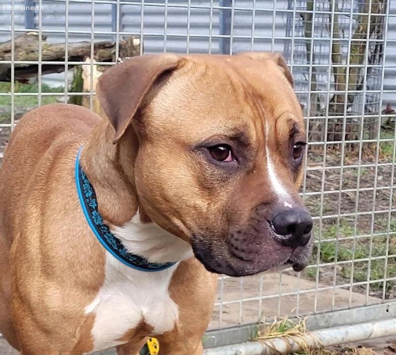 Dozer, ca 4 Jahre, männl, Pitbull, für alles berei, male Pit Bull Terrier for adoption at Tieronline.ch, Zürich — photo 3 of 6
