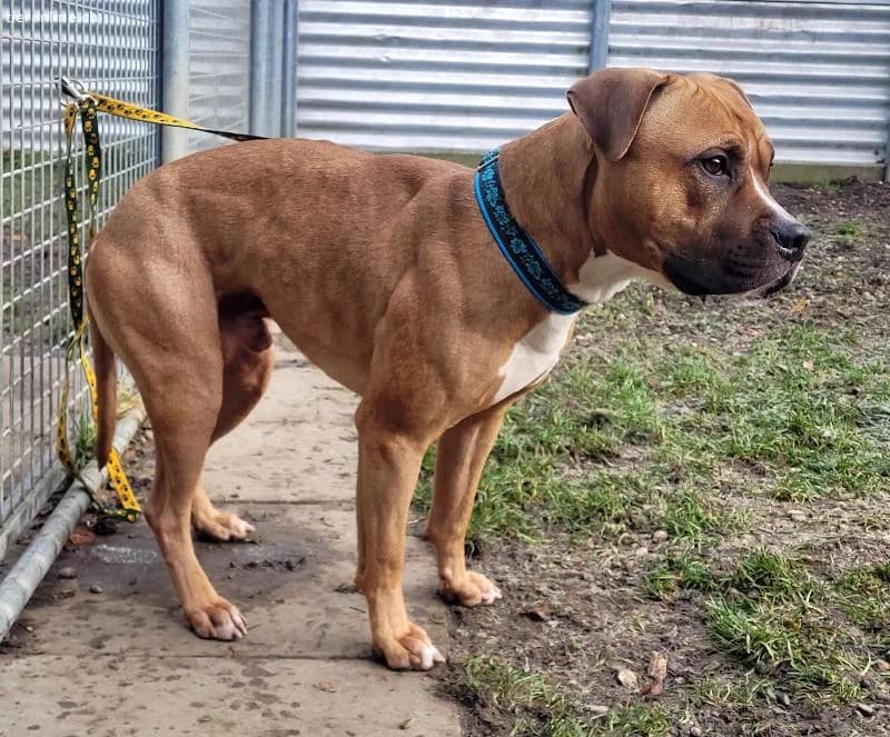 Dozer, ca 4 Jahre, männl, Pitbull, für alles berei, male Pit Bull Terrier for adoption at Tieronline.ch, Zürich — photo 4 of 6