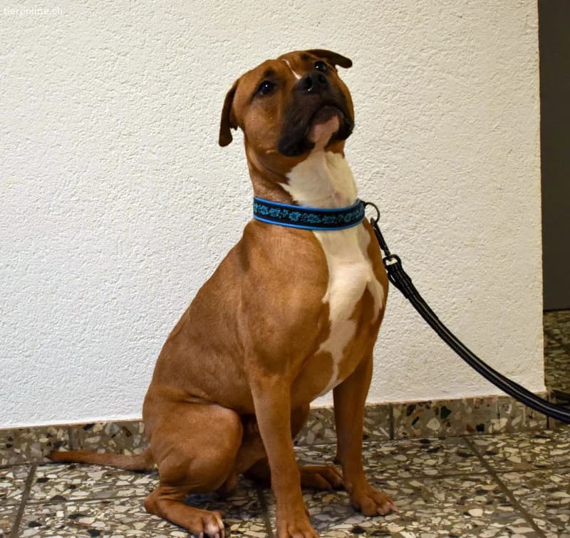 Dozer, ca 4 Jahre, männl, Pitbull, für alles berei, male Pit Bull Terrier for adoption at Tieronline.ch, Zürich — photo 5 of 6