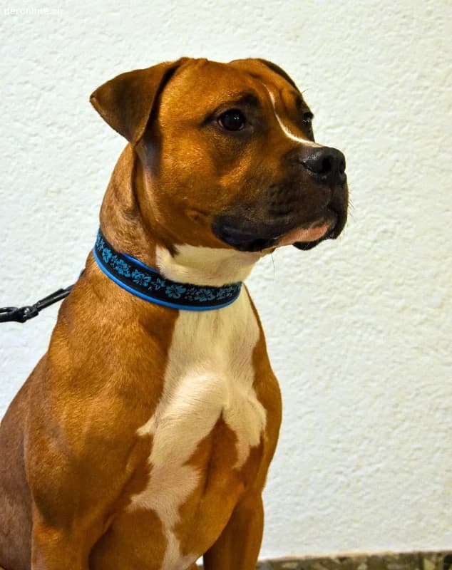 Dozer, ca 4 Jahre, männl, Pitbull, für alles berei, male Pit Bull Terrier for adoption at Tieronline.ch, Zürich — photo 6 of 6