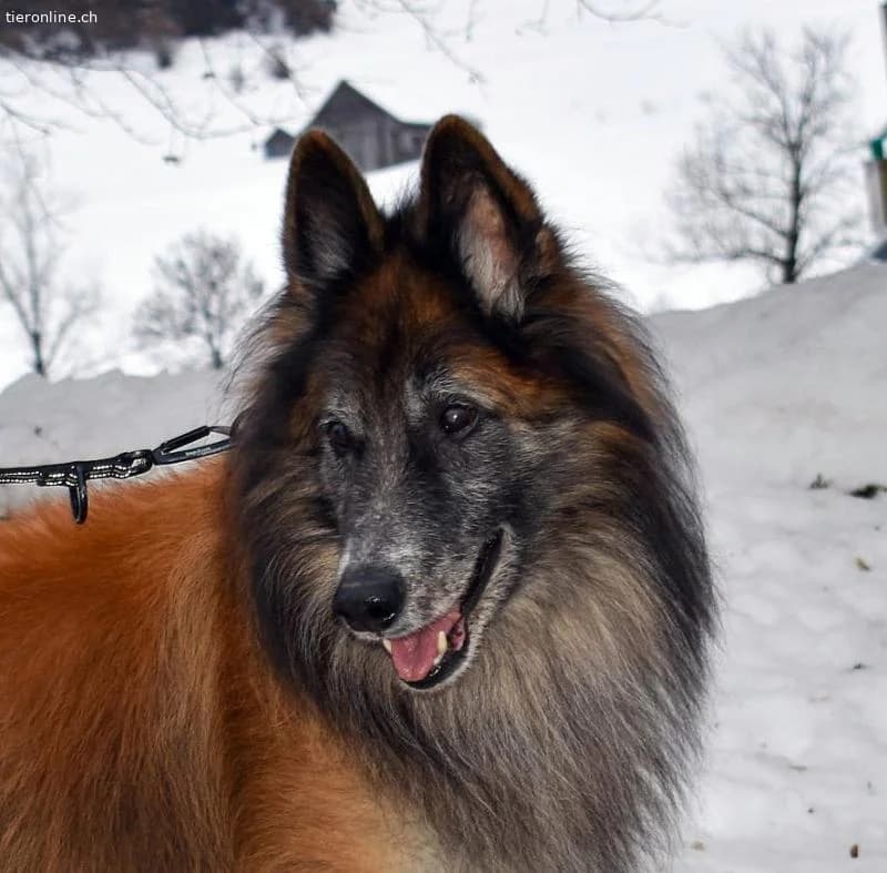 Meiko, ca 5, male Belgian Tervuren for adoption at Tieronline.ch, Zürich