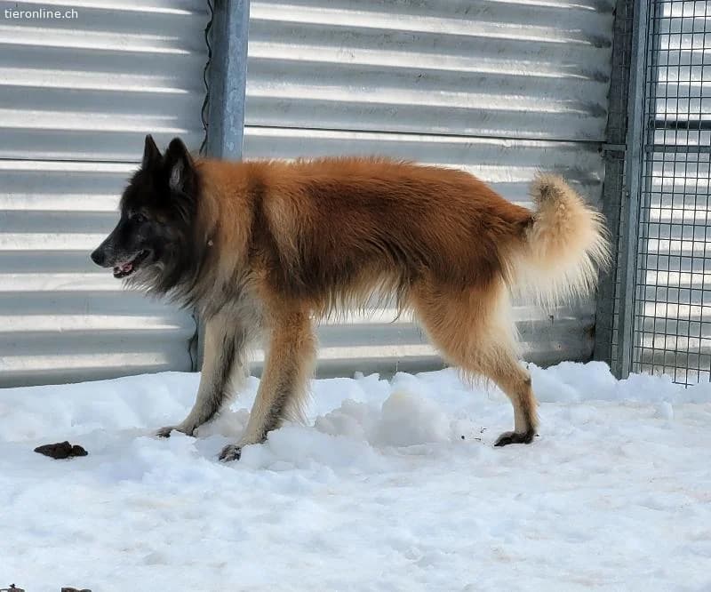 Meiko, ca 5, male Belgian Tervuren for adoption at Tieronline.ch, Zürich — photo 2 of 6
