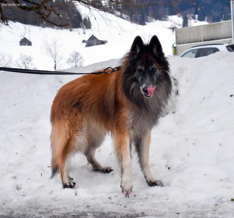 Meiko, ca 5, male Belgian Tervuren for adoption at Tieronline.ch, Zürich — photo 4 of 6