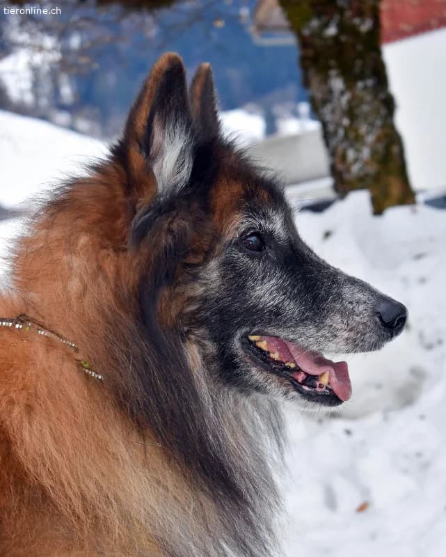 Meiko, ca 5, male Belgian Tervuren for adoption at Tieronline.ch, Zürich — photo 5 of 6