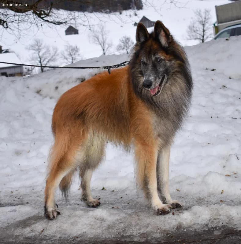 Meiko, ca 5, male Belgian Tervuren for adoption at Tieronline.ch, Zürich — photo 6 of 6