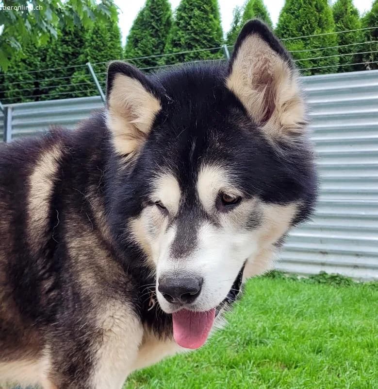 Zorro, 9 J, stattlicher Hund sucht gute Führung, male Alaskan Malamute for adoption at Tieronline.ch, Zürich