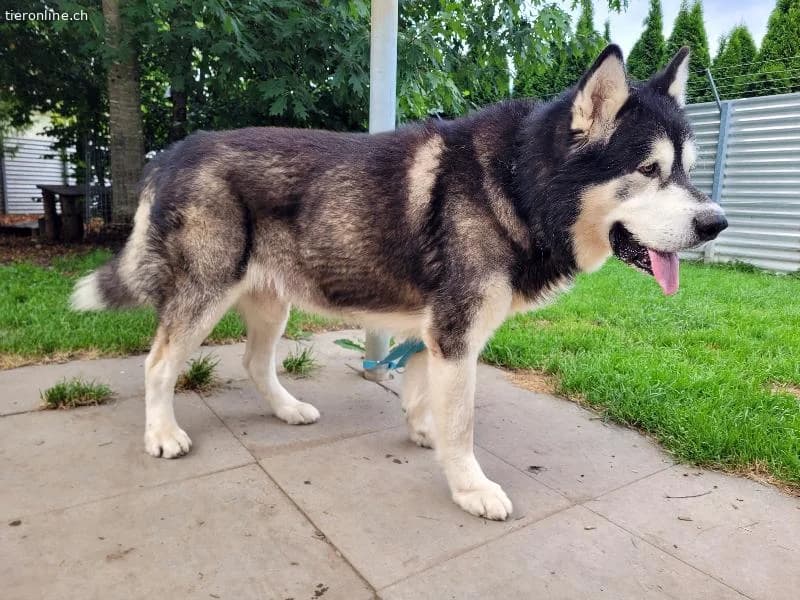 Zorro, 9 J, stattlicher Hund sucht gute Führung, male Alaskan Malamute for adoption at Tieronline.ch, Zürich — photo 2 of 6