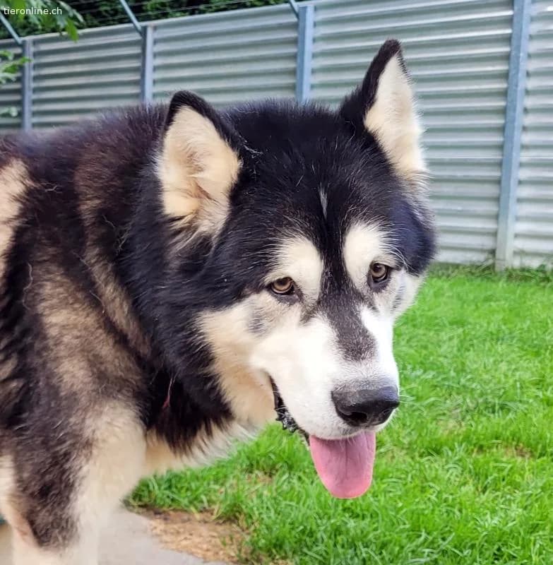 Zorro, 9 J, stattlicher Hund sucht gute Führung, male Alaskan Malamute for adoption at Tieronline.ch, Zürich — photo 3 of 6