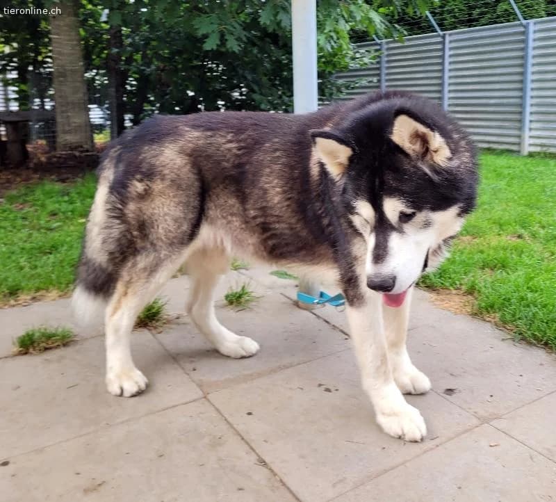 Zorro, 9 J, stattlicher Hund sucht gute Führung, male Alaskan Malamute for adoption at Tieronline.ch, Zürich — photo 4 of 6