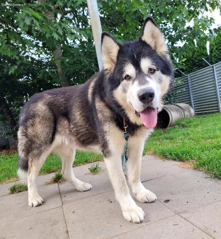 Zorro, 9 J, stattlicher Hund sucht gute Führung, male Alaskan Malamute for adoption at Tieronline.ch, Zürich — photo 6 of 6