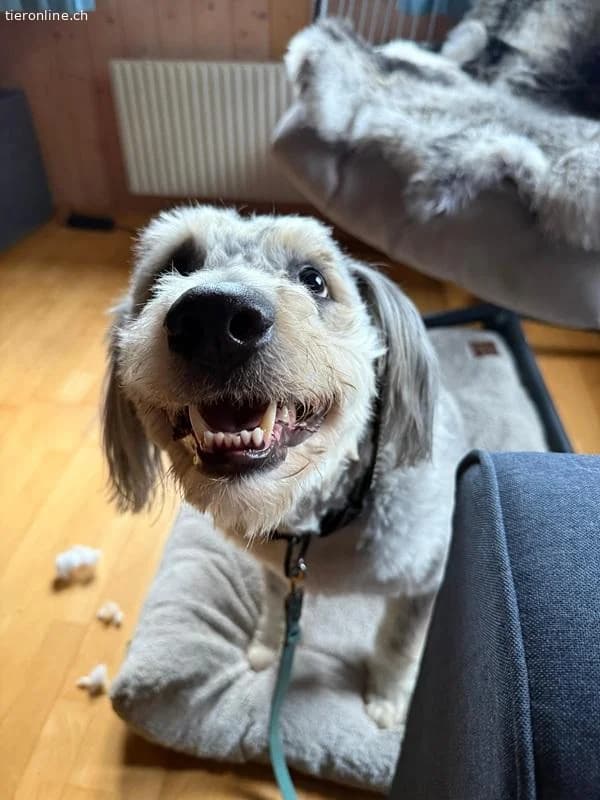 Willy, male Border Collie for adoption at Tieronline.ch, Zürich
