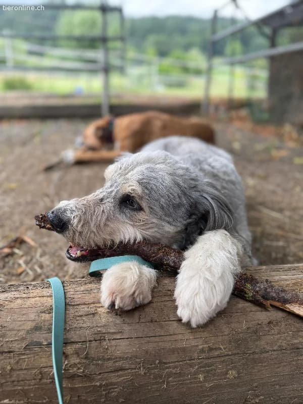 Willy, male Border Collie for adoption at Tieronline.ch, Zürich — photo 2 of 6