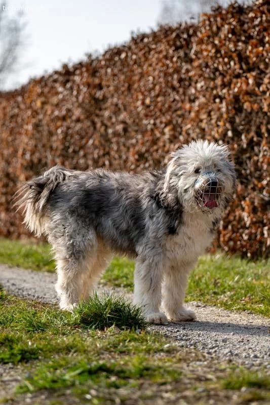 Willy, male Border Collie for adoption at Tieronline.ch, Zürich — photo 3 of 6