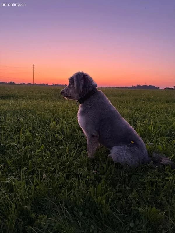Willy, male Border Collie for adoption at Tieronline.ch, Zürich — photo 4 of 6