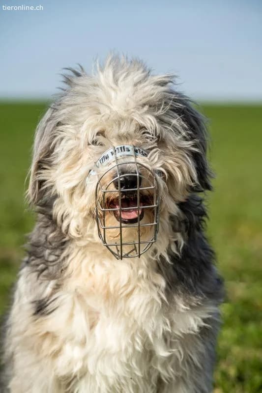Willy, male Border Collie for adoption at Tieronline.ch, Zürich — photo 5 of 6