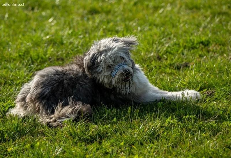 Willy, male Border Collie for adoption at Tieronline.ch, Zürich — photo 6 of 6