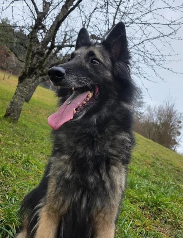 Wusa, male Belgian Tervuren for adoption at Tieronline.ch, Zürich