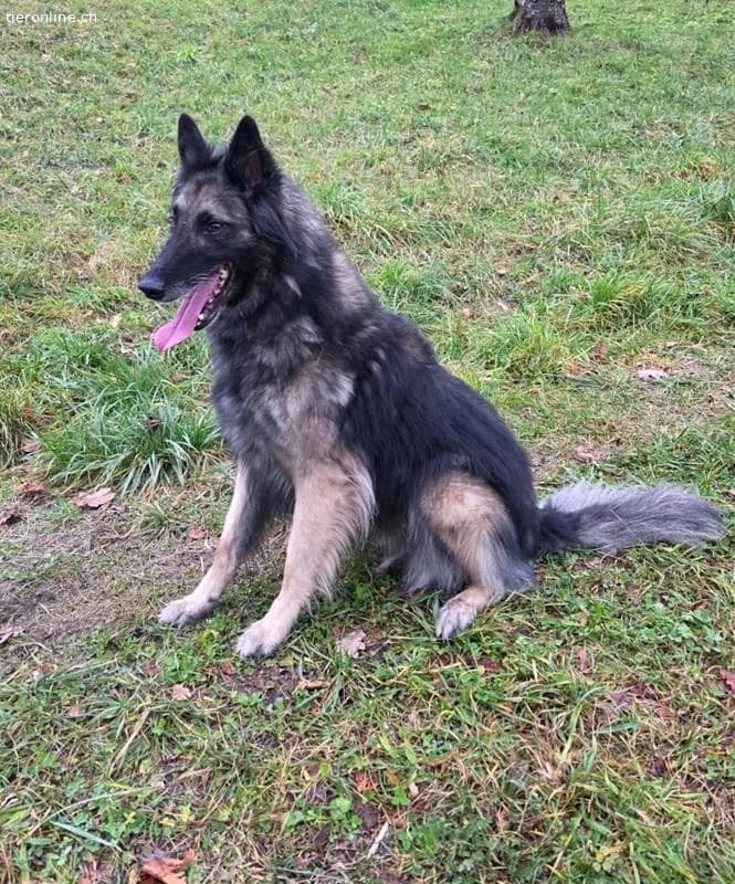 Wusa, male Belgian Tervuren for adoption at Tieronline.ch, Zürich — photo 2 of 5