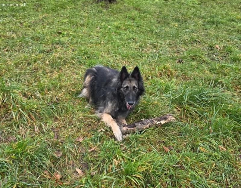 Wusa, male Belgian Tervuren for adoption at Tieronline.ch, Zürich — photo 4 of 5